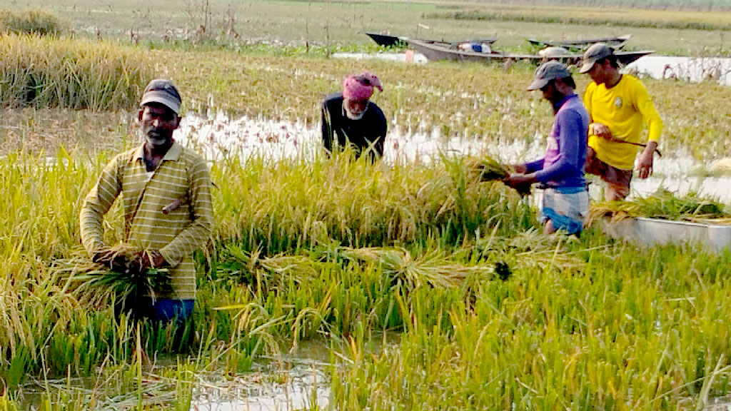 চলনবিলে নিন্মাঞ্চল প্লাবিত: নাবি জাতের ধান নিয়ে বিপাকে কৃষক