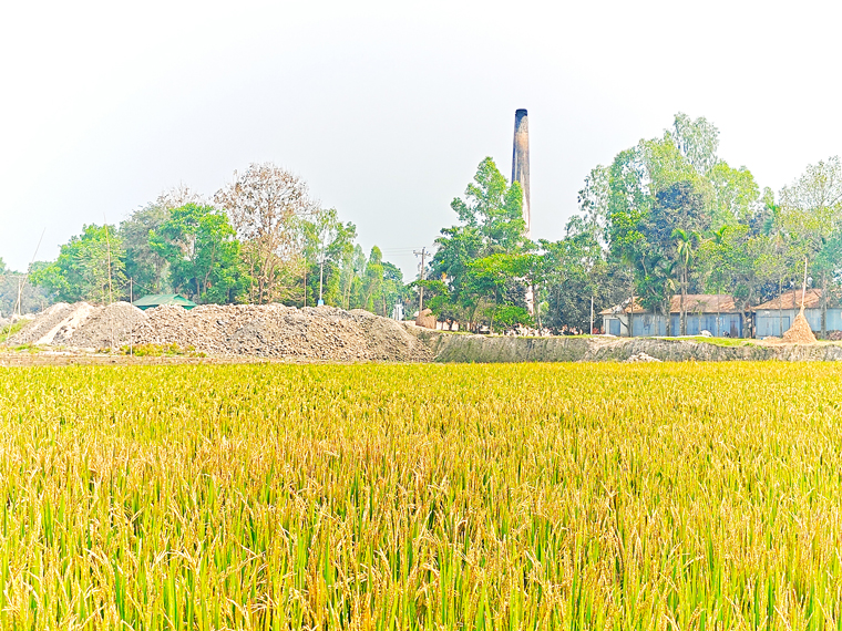 গাইবান্ধার সুন্দরগঞ্জ: ইটভাটার ধোঁয়ায় ২০০ বিঘা জ­মির ধান নষ্ট