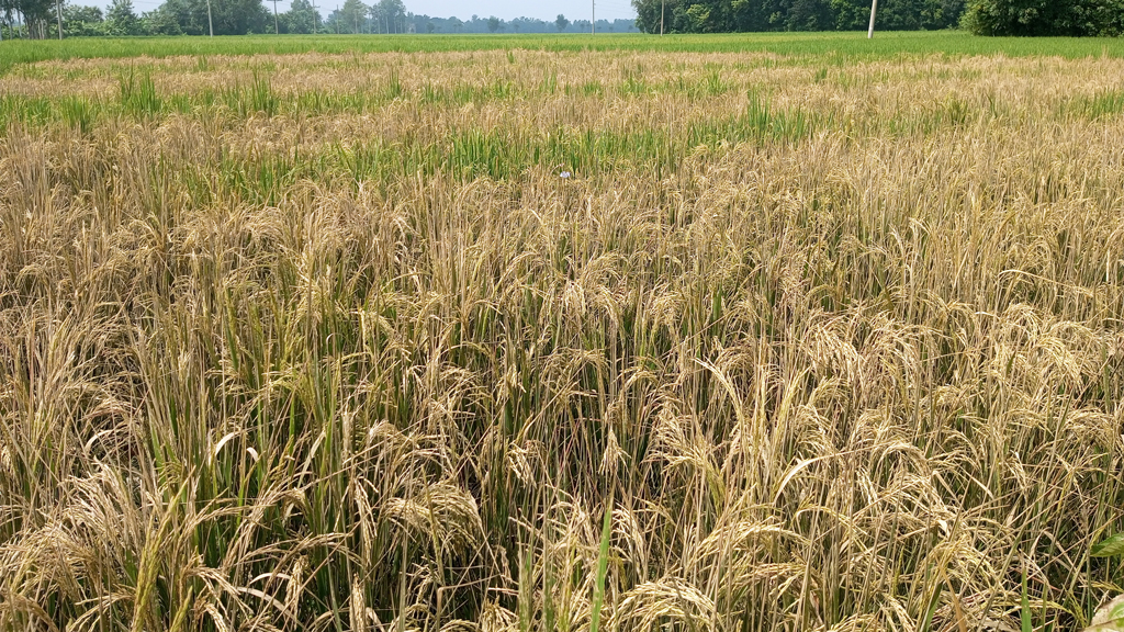আগাছানাশক ছিটিয়ে ধান নষ্ট করার অভিযোগ