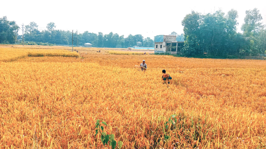 আমনের বাম্পার ফলনেও মুখে হাসি নেই কৃষকের