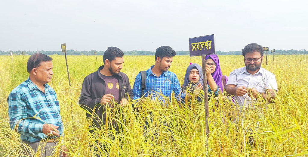 শতাধিক ধানের জাত নিয়ে খুলনা বিশ্ববিদ্যালয়ের শিক্ষার্থীদের গবেষণা