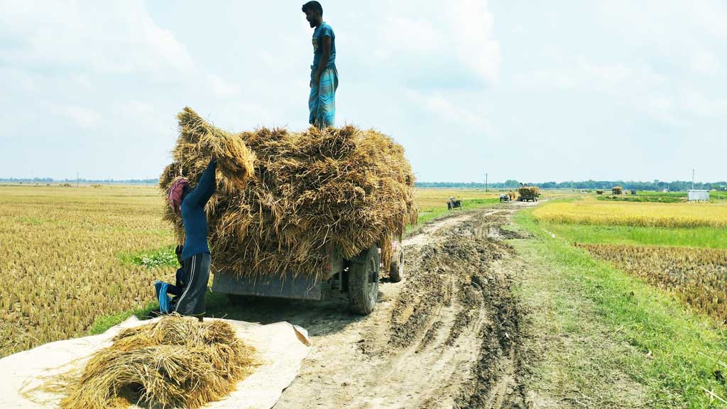 বোরো মৌসুমে মাঠের সোনালি ফসল ঘরে তোলার ব্যস্ততা চলছে পুরোদমে। হরিপুর ইউনিয়নের ধুলাউরি মাঠে আজ বুধবার দুপুরে কাটা ধান ইঞ্জিনচালিত গাড়িতে তোলা হচ্ছে পরিবহনের জন্য। কৃষকেরা জানালেন, আবহাওয়া ভালো থাকায় ধান ঘরে তুলতে সুবিধা হচ্ছে এবার। ছবি: শুভাশীষ ভট্টাচার্য্য তুষার