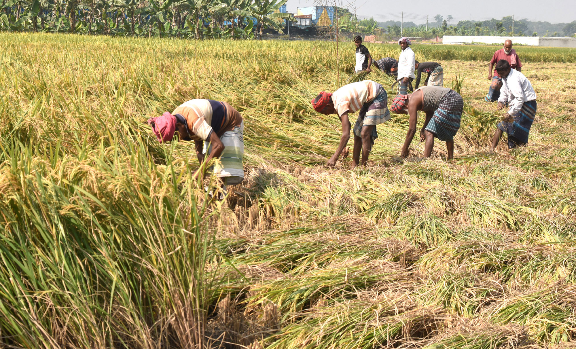 দিনের ছবি (১১ নভেম্বর, ২০২৫)