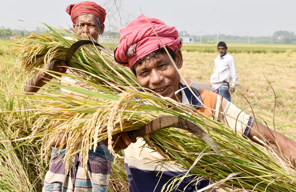 দিনের ছবি (১২ নভেম্বর, ২০২৫)