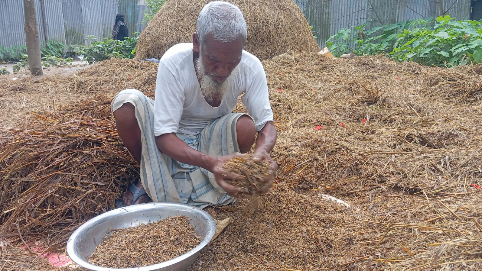 হবিগঞ্জে হাওরের খলা থেকে ছড়াচ্ছে পচা ধানের দুর্গন্ধ, দুশ্চিন্তায় কৃষক