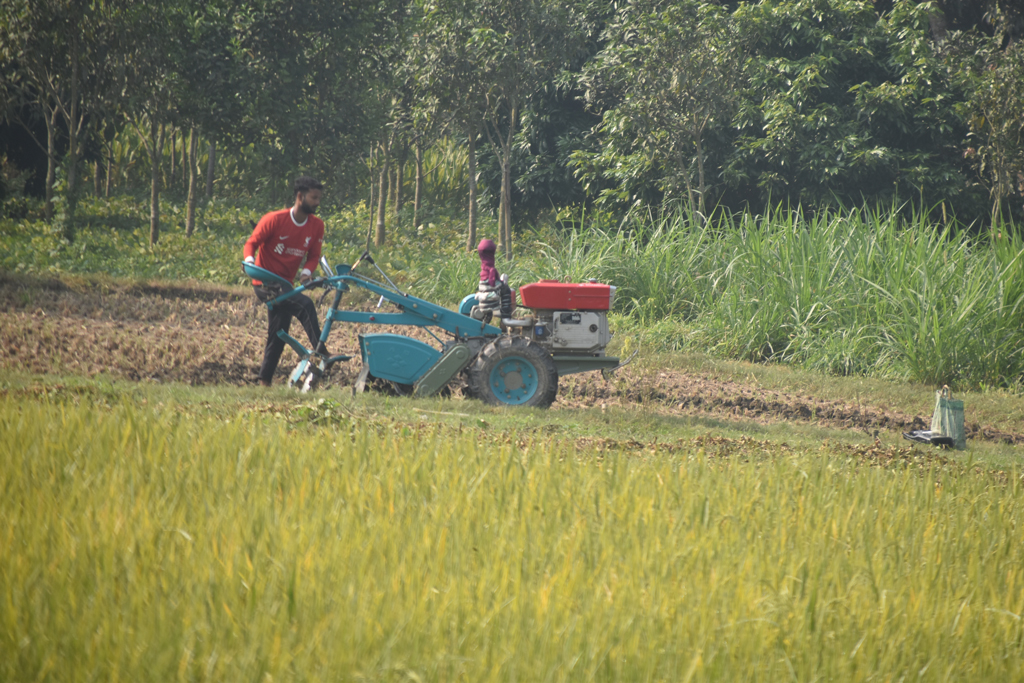 ধান চাষ করা হয়েছিল জমিতে। কাটা ও তুলে নেওয়া শেষ। এখন নতুন করে চাষের জন্য প্রস্তুত করা হচ্ছে জমি। হ্যারো মেশিন দিয়ে নতুন করে জমিকে প্রস্তুত করছেন কৃষক। ছবিটি রাজশাহীর চারঘাট উপজেলার গোবিন্দপুর এলাকা থেকে তোলা। ছবি: মিলন শেখ।