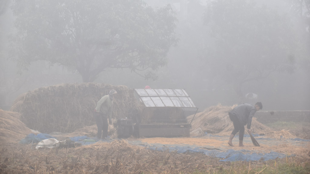 পুব আকাশে ওঠেনি সূর্য। কুয়াশায় মোড়ানো চারপাশ। তীব্র শীতে সকালে আমন ধান মাড়াইয়ের কাজ করছেন দুই কৃষক। রাজশাহী নগরীর চকপাড়া একটি বিল, ১১ ডিসেম্বর ২০২৪। ছবি: মিলন শেখ