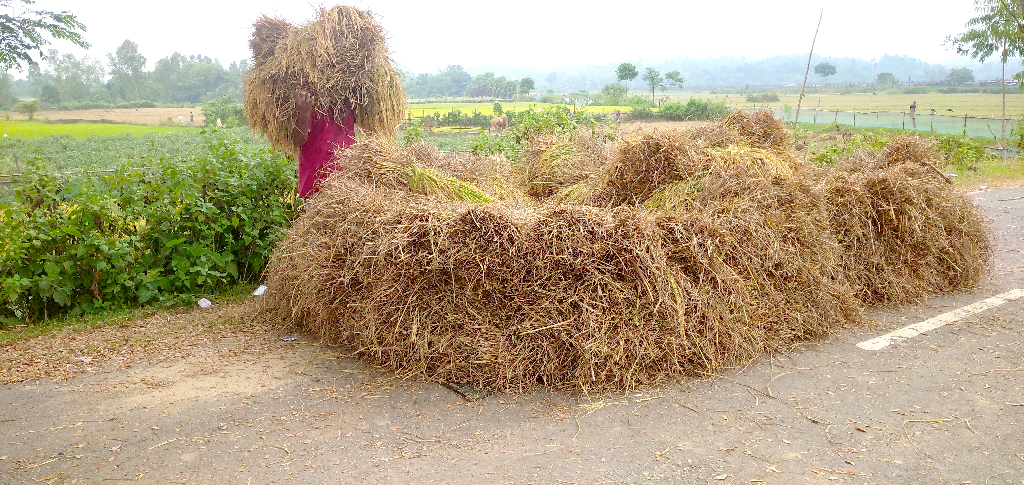 আগাম জাতের রোপা আমন ঘরে তুলতে ব্যস্ত সময় পার করছেন হালুয়াঘাট সীমান্তঘেঁষা গ্রাম গোবরাকুড়ার প্রান্তিক কৃষকেরা। ময়মনসিংহ জেলার হালুয়াঘাট উপজেলার ভারতের মেঘালয় সীমান্তঘেঁষা গোবরাকুড়া স্থলবন্দর এলাকা থেকে তোলা। ছবি: জাকিরুল ইসলাম