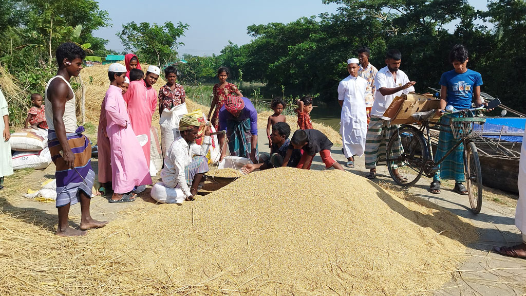 আমনের বাম্পার ফলনে হাতিয়ার চরাঞ্চলের কৃষকের মুখে হাসি