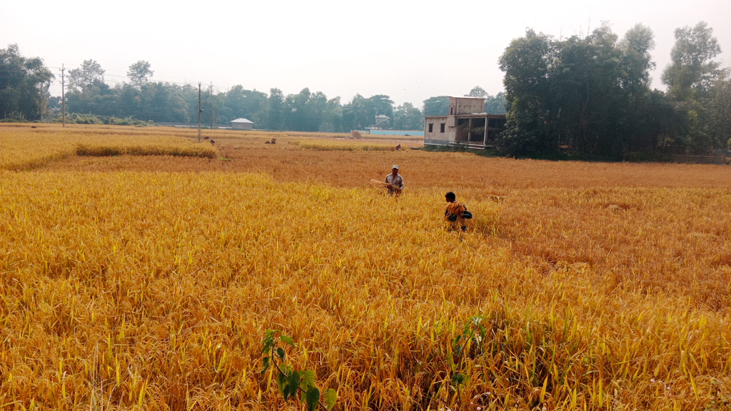 আমনের বাম্পার ফলনেও মুখে হাসি নেই কৃষকের, বাজারে ধানের দাম কমায় হতাশা