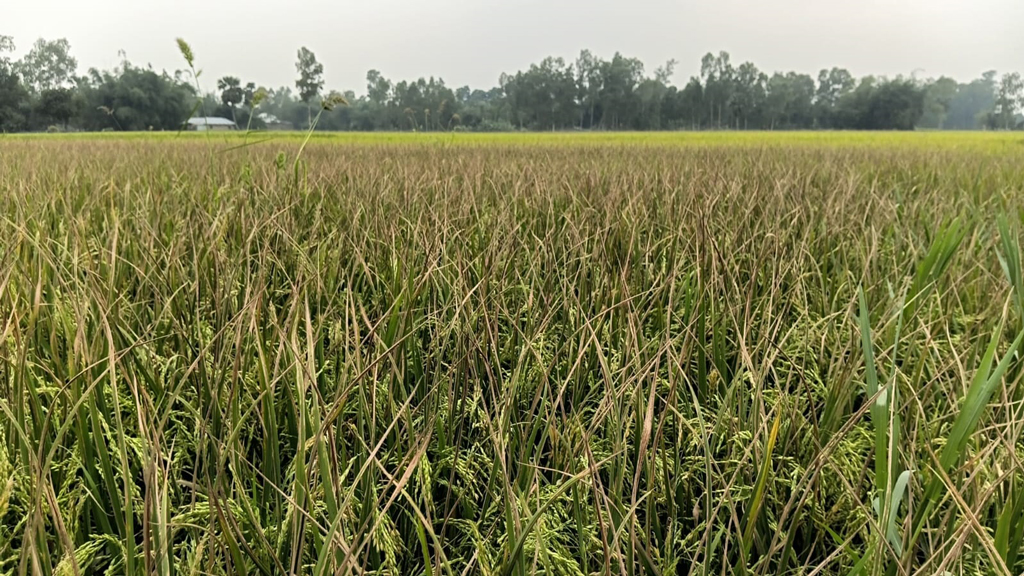 রাণীনগরে ধানখেতে ছড়িয়ে পড়ছে পাতা ঝলসানো রোগ, ওষুধ ছিটিয়েও মিলছে না রেহাই