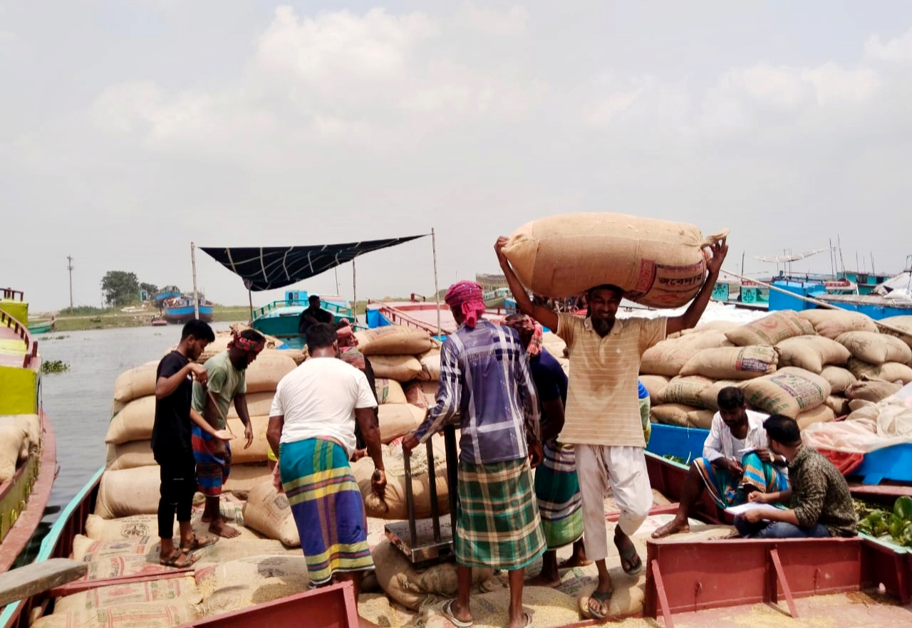 হাওরে ধানের বাম্পার ফলন, তবু অস্বস্তিতে চাষি