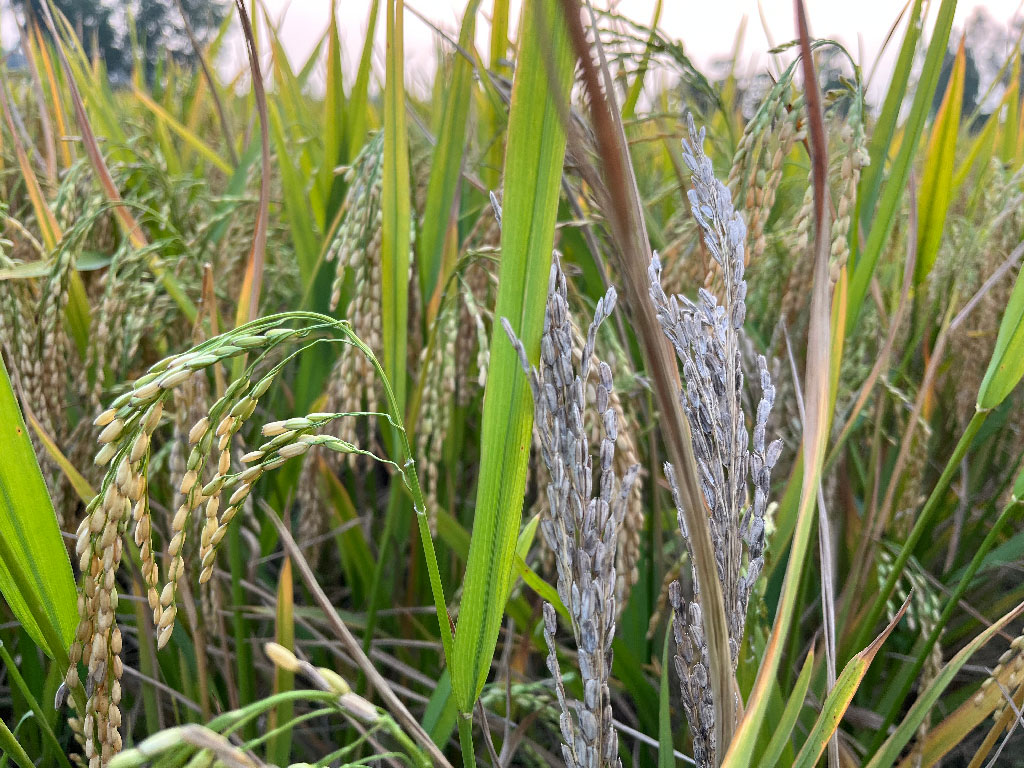পাকা ধানে পোকার আক্রমণ, লোকসানের আশঙ্কায় কৃষক