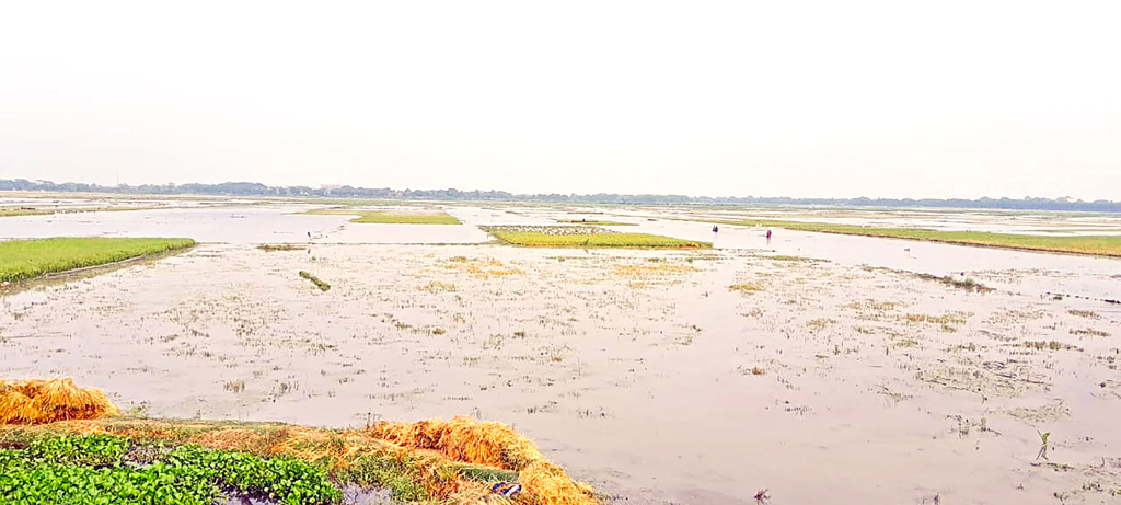 খাল আটকে ফিশারি, ডুবেছে ধানের খেত