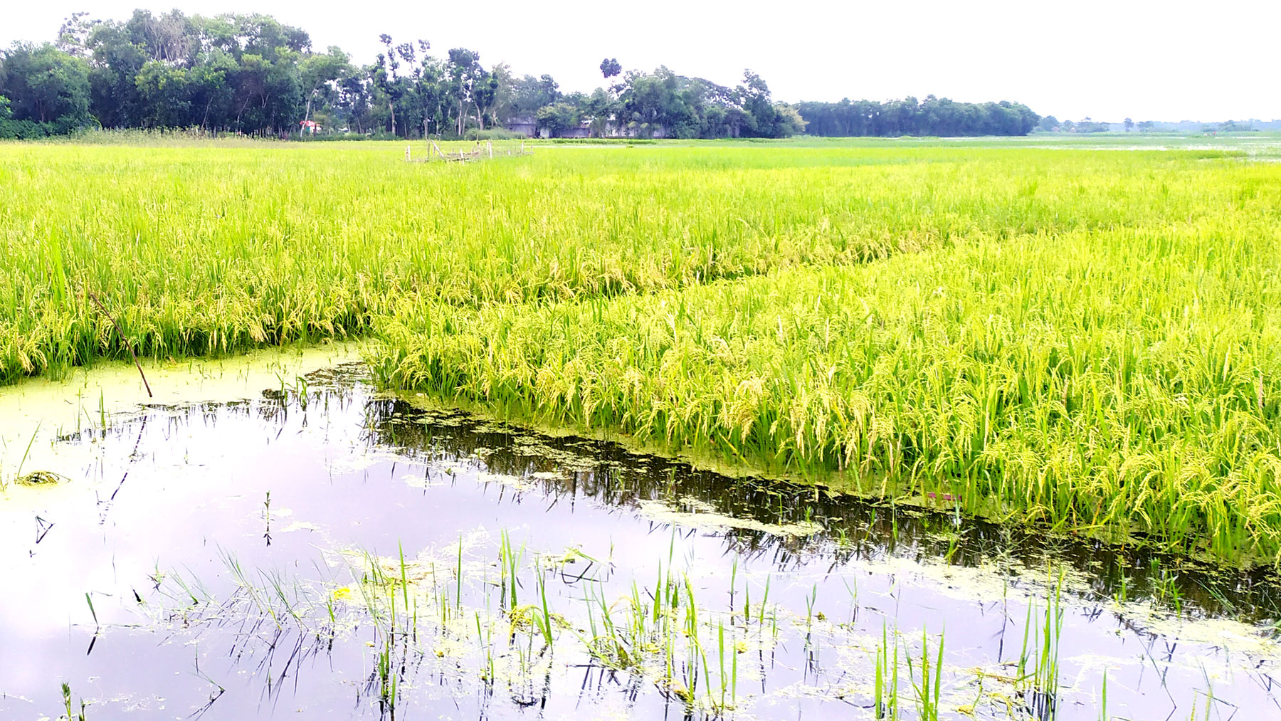 বৃষ্টি ও পাহাড়ি ঢলে ডুবছে আধা পাকা আউশ ধান, দুশ্চিন্তায় কৃষকেরা