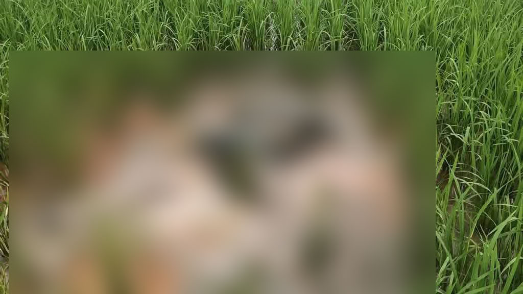 শ্রীবরদীতে ধানখেত থেকে কৃষকের অর্ধগলিত লাশ উদ্ধার