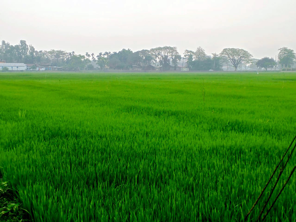 হাওরে বৃষ্টি স্বস্তি ফেরাল কৃষকের মনে