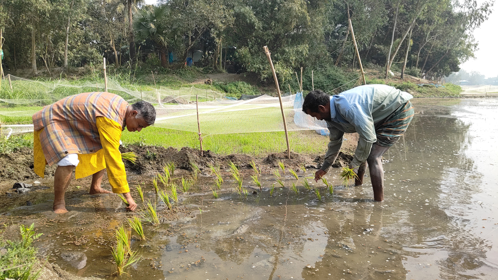 কৃষকের সঙ্গে ধানখেতে চারা রোপণ করলেন বিএনপি প্রার্থী