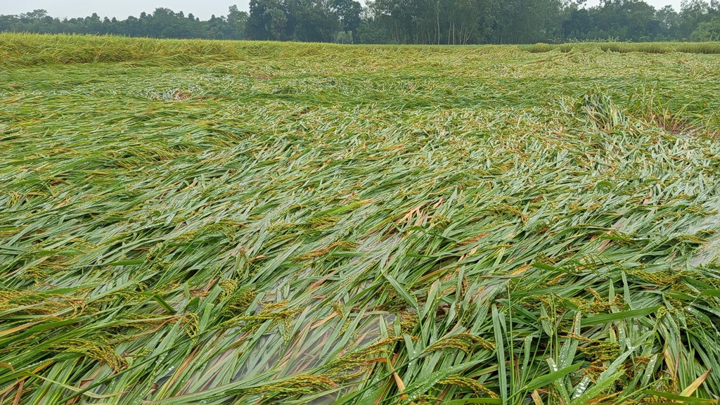কার্তিক মাসের মাঝামাঝি সময়ে হঠাৎ টানা বৃষ্টিতে নুয়ে পড়েছে আধপাকা আমন ধান। ব্যাপক ক্ষতির আশঙ্কা করছেন কৃষকেরা। ছবিটি রাজশাহী বিভাগের নওগাঁ জেলার মান্দা উপজেলার পশ্চিম নুরুল্লাবাদ গ্রামের মাঠ থেকে তোলা। ছবি: মো. জিল্লুর রহমান।