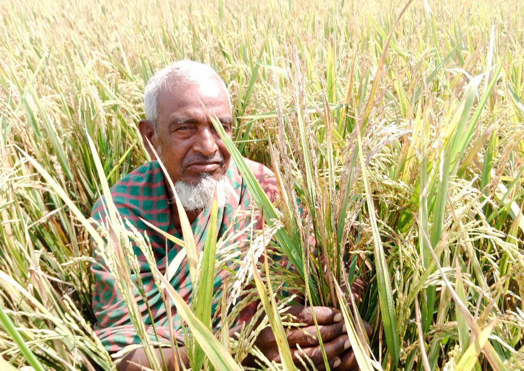 ইটভাটার কালো ধোঁয়ায় নষ্ট হচ্ছে শত বিঘার ধানখেত