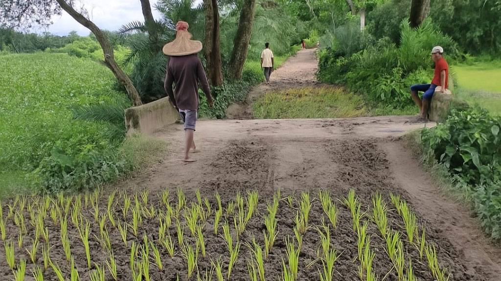 প্রশাসনের টনক নড়াতে রাস্তায় ধানের চারা রোপণ করে প্রতিবাদ গ্রামবাসীর