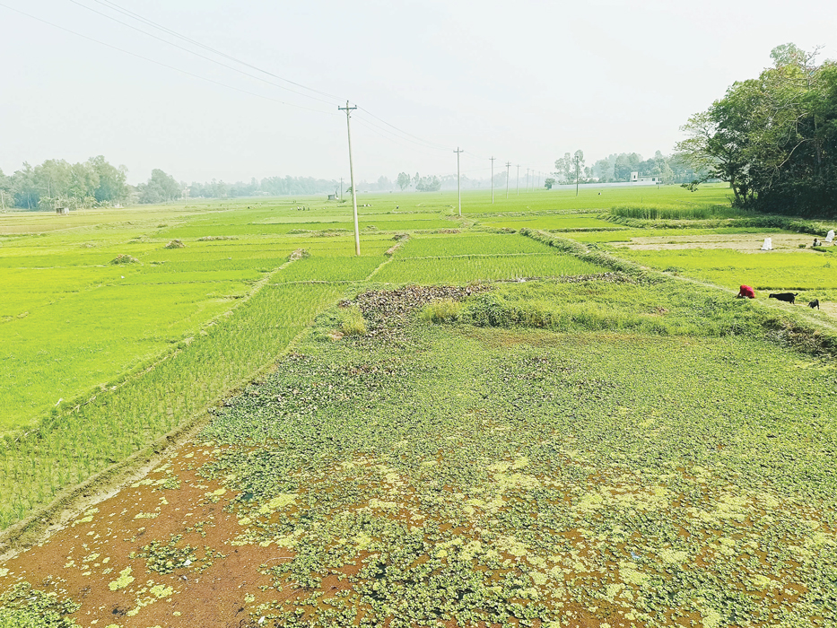 ইছামতী-হুরাসাগর নদ এখন ধানের খেত