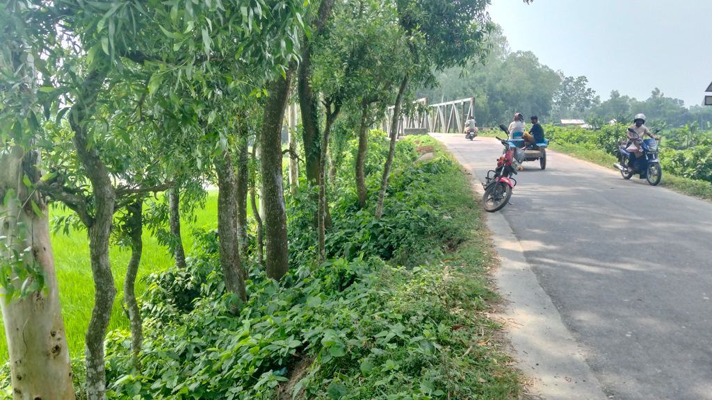 ২ বছর ধরে রাতের আঁধারে সরকারি গাছ কাটছে দুর্বৃত্তরা