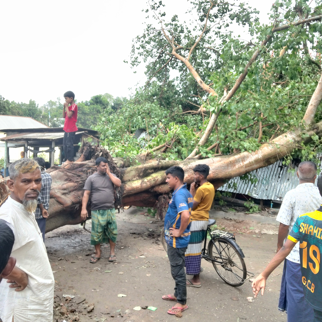ধুনটে ঝড়ে উপড়ে পড়ল শতবর্ষী বটগাছ, দুই ইউনিয়নের যোগাযোগ বিচ্ছিন্ন