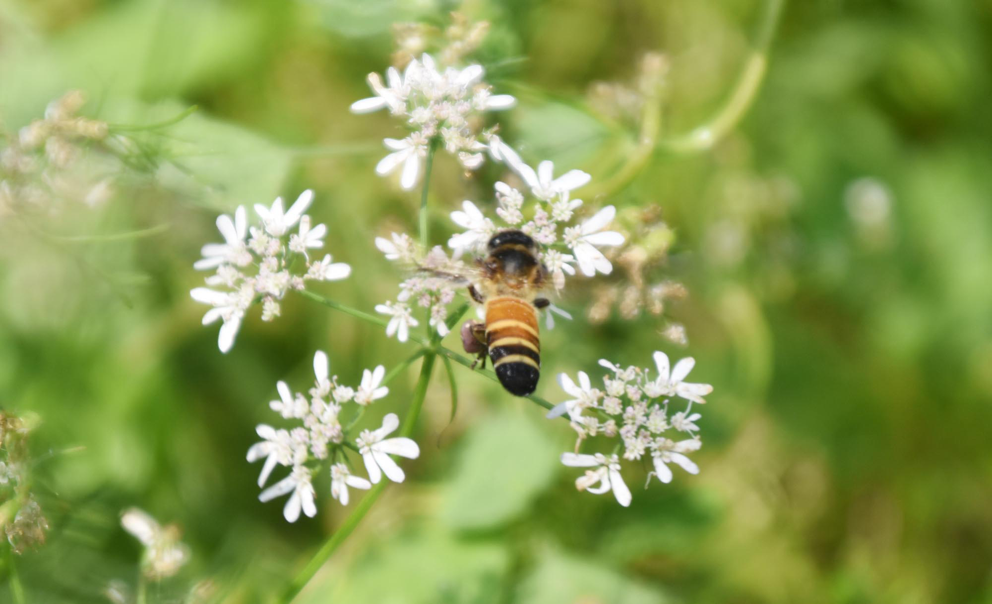 ধনিয়াগাছের সাদা ফুল থেকে মধু আহরণ করছে মৌমাছি। রান্নার স্বাদ বৃদ্ধিতে মসলা হিসেবে ধনিয়া ব্যবহার করি আমরা। এর ফুলও দেখতে বেশ আকর্ষণীয়। রাজশাহীর পবা উপজেলার নওহাটা পৌরসভা এলাকার একটি জমি থেকে তোলা। ছবি: মিলন শেখ