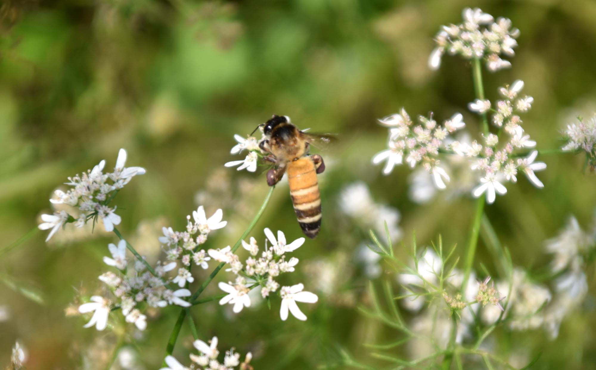 ধনিয়াগাছের সাদা ফুল থেকে মধু আহরণ করছে মৌমাছি। রান্নার স্বাদ বৃদ্ধিতে মসলা হিসেবে ধনিয়া ব্যবহার করি আমরা। এর ফুলও দেখতে বেশ আকর্ষণীয়। রাজশাহীর পবা উপজেলার নওহাটা পৌরসভা এলাকার একটি জমি থেকে তোলা। ছবি: মিলন শেখ