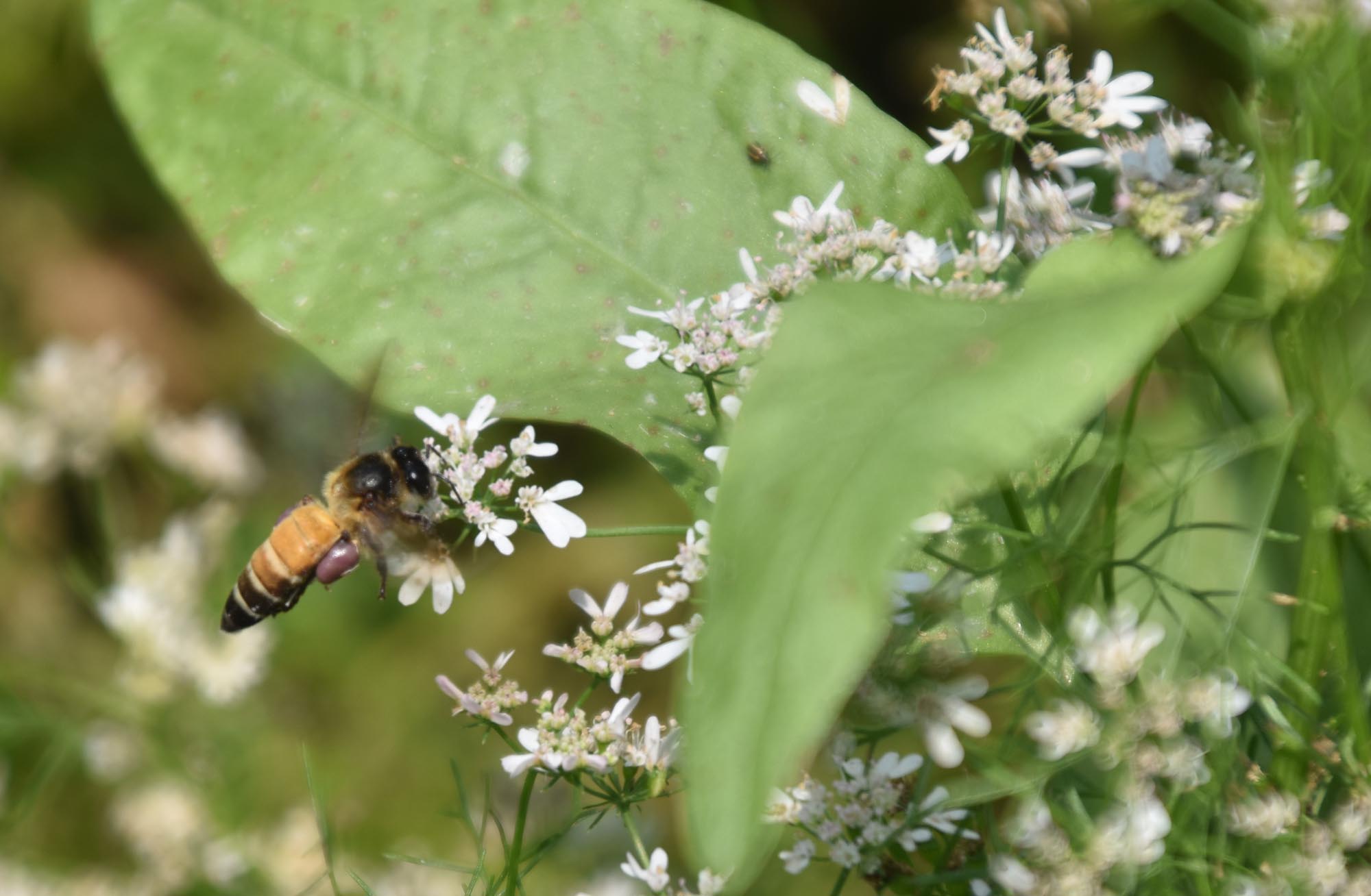 ধনিয়াগাছের সাদা ফুল থেকে মধু আহরণ করছে মৌমাছি। রান্নার স্বাদ বৃদ্ধিতে মসলা হিসেবে ধনিয়া ব্যবহার করি আমরা। এর ফুলও দেখতে বেশ আকর্ষণীয়। রাজশাহীর পবা উপজেলার নওহাটা পৌরসভা এলাকার একটি জমি থেকে তোলা। ছবি: মিলন শেখ