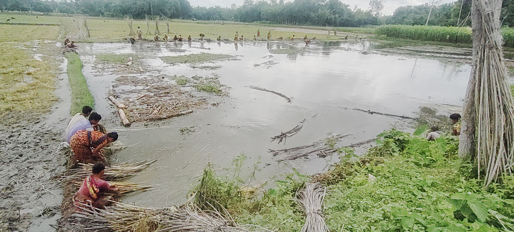 দিনাজপুরে এবারের বর্ষা মৌসুমে এখন পর্যন্ত তেমন বৃষ্টি হয়নি। সে জন্য খাল, বিল ও নদ-নদীতে পানিও কম। পানিসংকটে জেলার চিরিরবন্দর উপজেলার আব্দুলপুর গ্রামে একটি নিচু জমিতে জমে থাকা পানিতে পাটচাষিরা পাটের আঁশ ছাড়াচ্ছেন। ছবি: আনিসুল হক জুয়েল