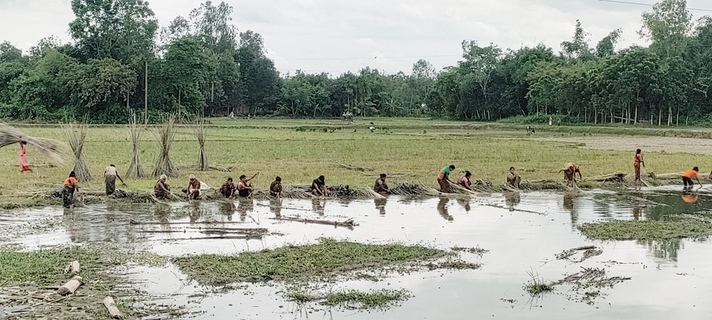 দিনাজপুরে এবারের বর্ষা মৌসুমে এখন পর্যন্ত তেমন বৃষ্টি হয়নি। সে জন্য খাল, বিল ও নদ-নদীতে পানিও কম। পানিসংকটে জেলার চিরিরবন্দর উপজেলার আব্দুলপুর গ্রামে একটি নিচু জমিতে জমে থাকা পানিতে পাটচাষিরা পাটের আঁশ ছাড়াচ্ছেন। ছবি: আনিসুল হক জুয়েল