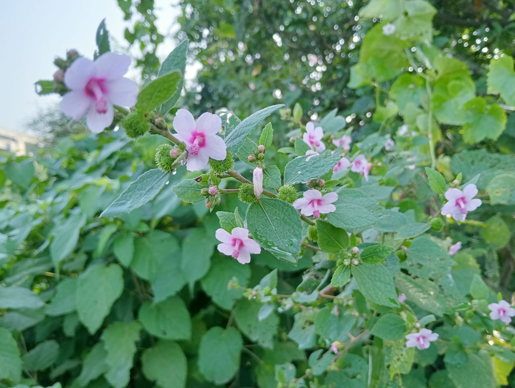 রাজশাহী বিশ্ববিদ্যালয় কবরস্থান মসজিদের সামনের রাস্তার পাশে দেখা মিলেছে সিজারউইড (Urena lobata) ফুলের। কঙ্গো পাট বা বন ওকড়া নামেও পরিচিত এ বুনো উদ্ভিদটি মালভেসি পরিবারের অন্তর্ভুক্ত। ফ্যাকাশে গোলাপি পাপড়ি ও গাঢ় গোলাপি কেন্দ্রের ফুলটি প্রকৃতিতে ছড়িয়েছে সৌন্দর্য। রাস্তার পাশের ঝোপঝাড়ে জন্মানো এই উদ্ভিদটি সহজেই নজর কাড়ে প্রকৃতিপ্রেমীদের। ছবি: মিলন শেখ