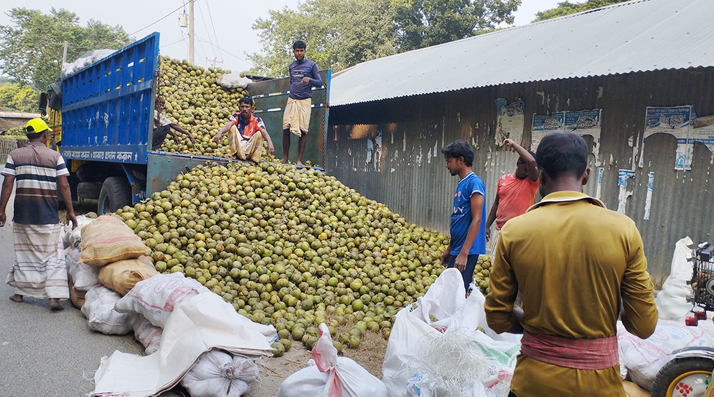দেশের বিভিন্ন স্থান থেকে সংগ্রহ করা চালতা এনে আচার তৈরির জন্য কারখানায় নিতে বস্তাবন্দী করছেন শ্রমিকেরা। বুধবার (২১ অক্টোবর) দুপুরে পাবনার চাটমোহর উপজেলার গুনাইগাছা ইউনিয়নের রামচন্দ্রপুর এলাকা থেকে তোলা। ছবি: শুভাশীষ ভট্টাচার্য্য তুষার