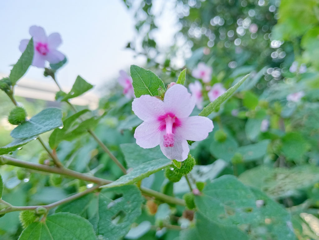 দিনের ছবি (১৩ অক্টোবর, ২০২৬)