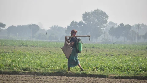দিনের ছবি (২৫ অক্টোবর, ২০২৬)
