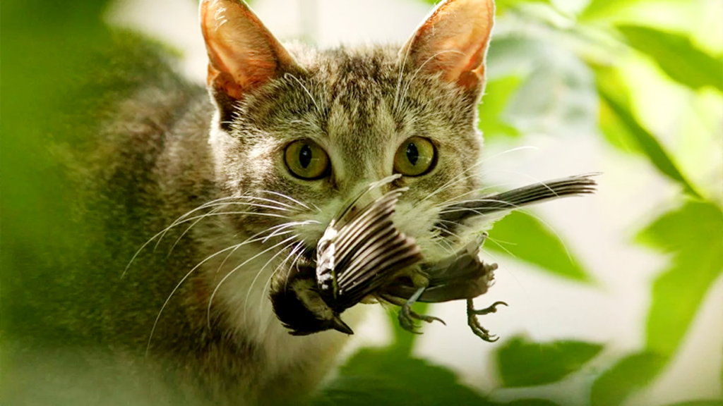 বিড়ালের বিরুদ্ধে ‘যুদ্ধ ঘোষণা’ করল নিউজিল্যান্ড সরকার
