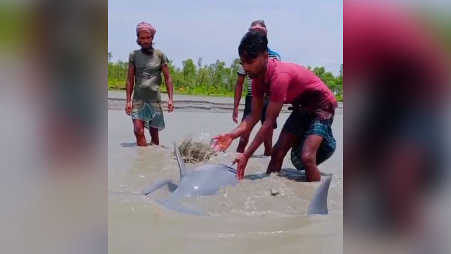 নিঝুম দ্বীপে জোয়ারের পানিতে ভেসে এল ডলফিন