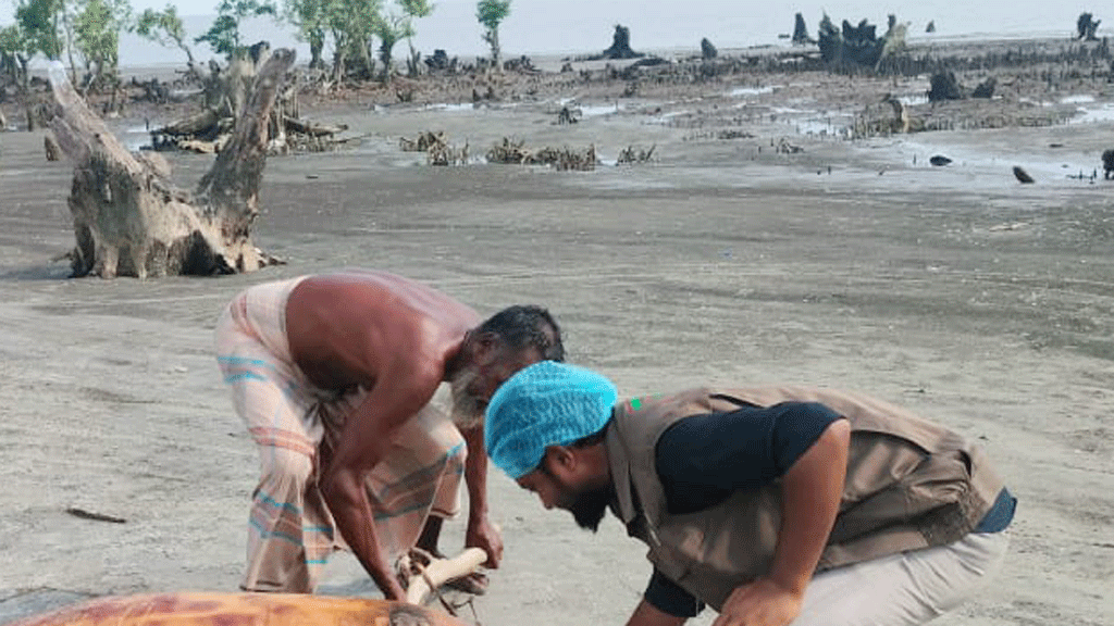 কুয়াকাটা সৈকতে ভেসে এল মৃত ডলফিন