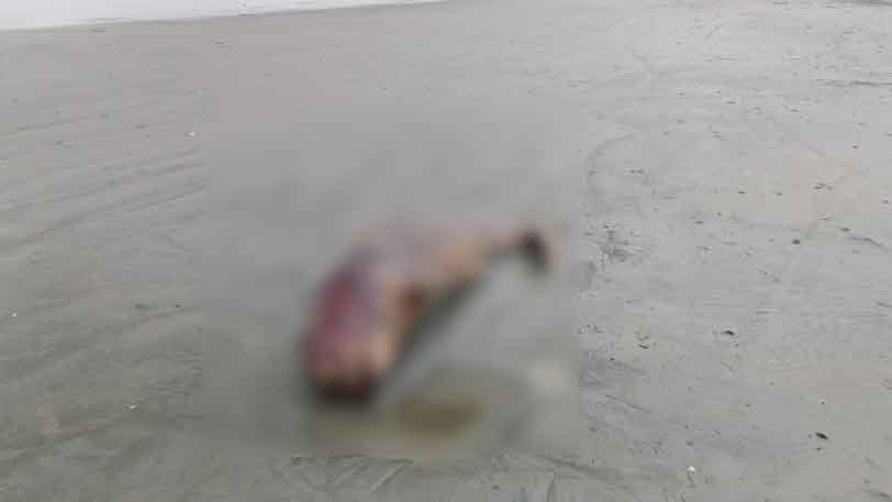 সৈকতে ভেসে এল মৃত ইরাবতী ডলফিন