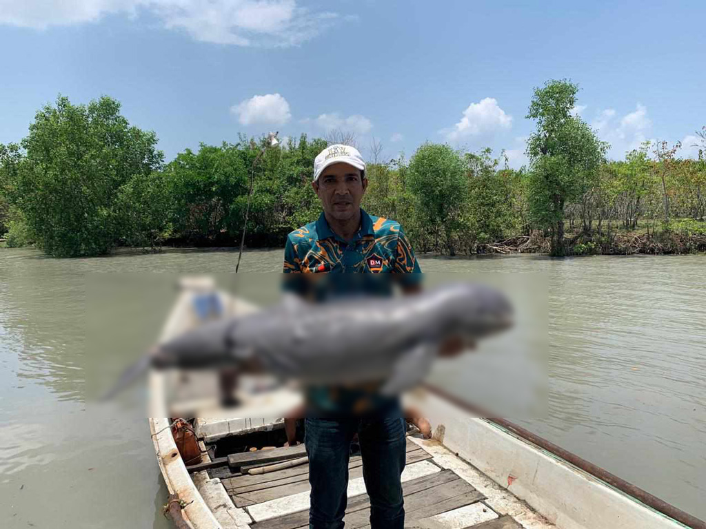 পায়রা নদী থেকে মৃত ডলফিন উদ্ধার