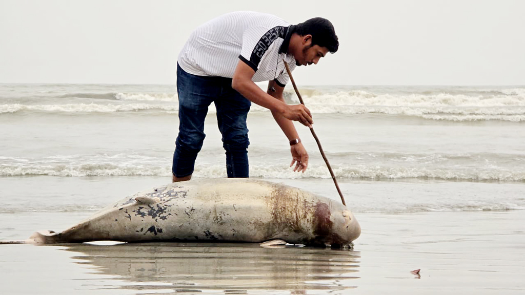 কুয়াকাটা সৈকতে ভেসে এল মৃত ডলফিন