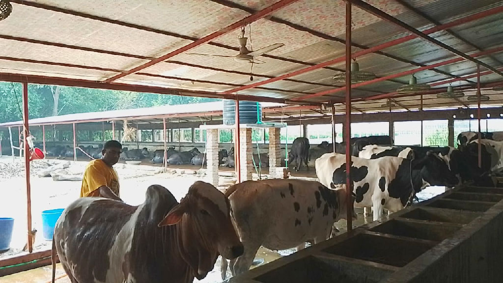 দৌলতপুরে কোরবানির পশু উদ্বৃত্ত, লাভের আশায় খামারিরা