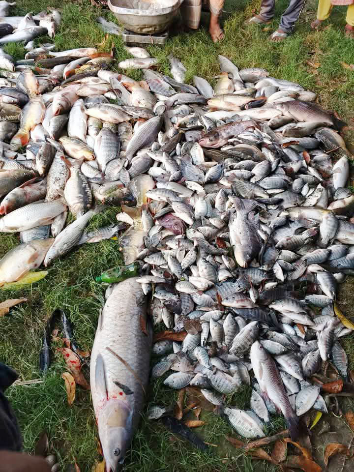 যুবদল নেতার পুকুরে গ্যাস ট্যাবলেট, অর্ধ কোটি টাকার মাছ নিধন