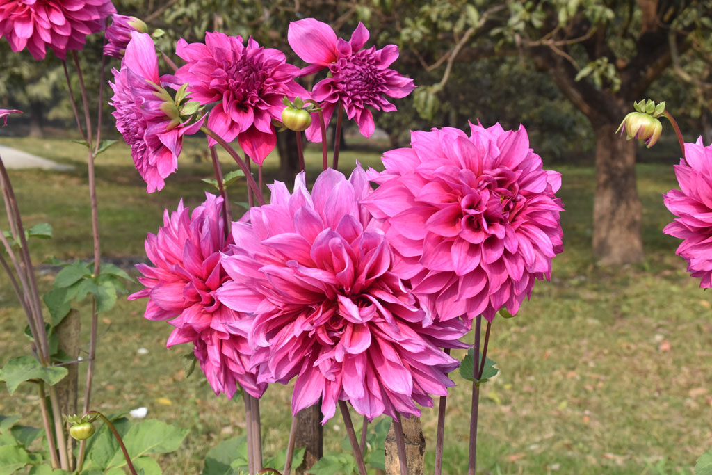 বাগানে ফুটে আছে ডালিয়া ফুল। ছবিটি রাজশাহী বিশ্ববিদ্যালয় কবরস্থান মসজিদের ফুলবাগান থেকে তোলা আজ সকালে। ছবি: মিলন শেখ