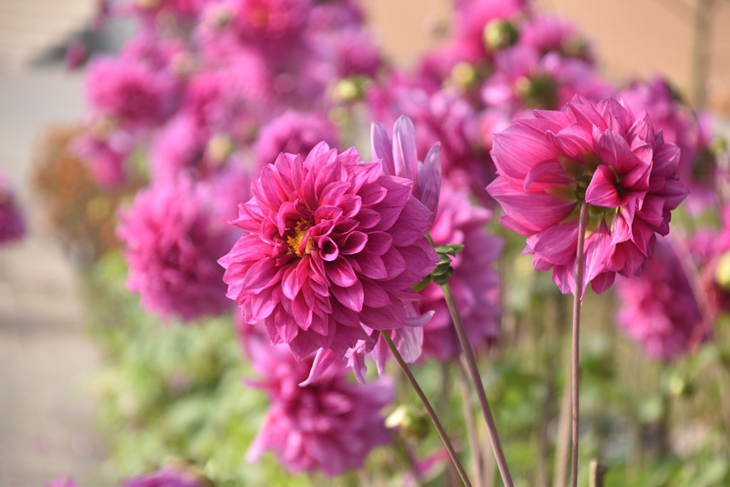 বাগানে ফুটে আছে ডালিয়া ফুল। ছবিটি রাজশাহী বিশ্ববিদ্যালয় কবরস্থান মসজিদের ফুলবাগান থেকে তোলা আজ সকালে। ছবি: মিলন শেখ