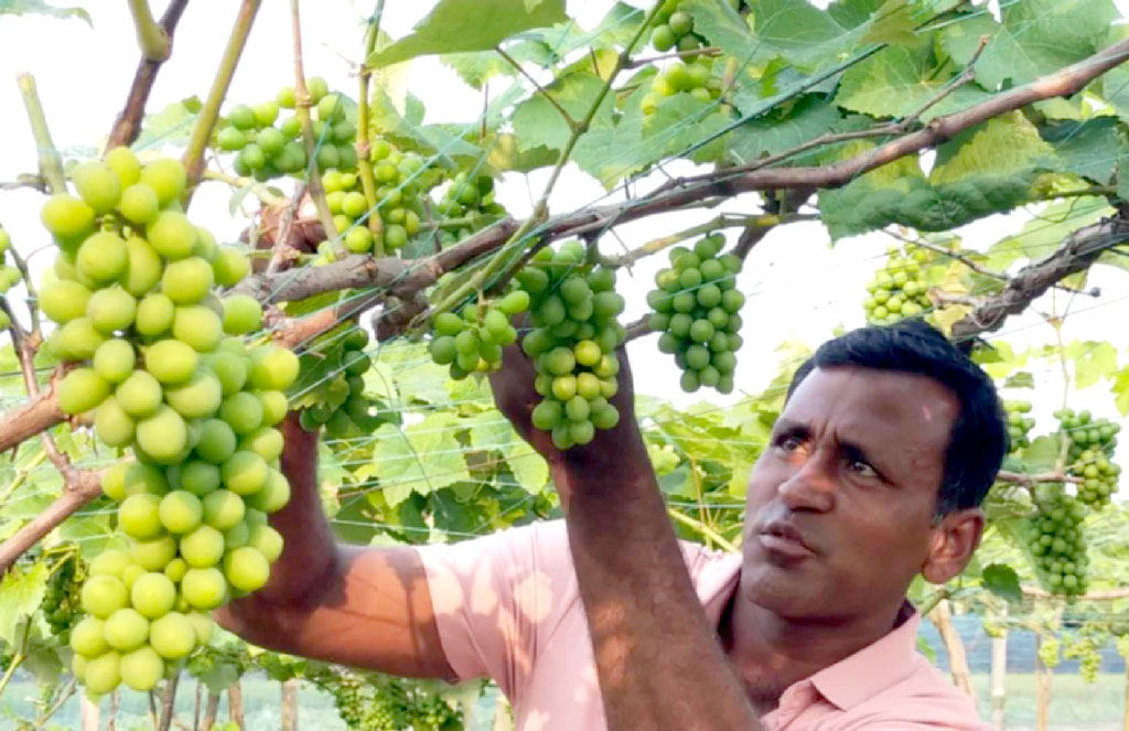 ইউটিউব দেখে আঙুর চাষে সফল গাংনীর দেলোয়ার