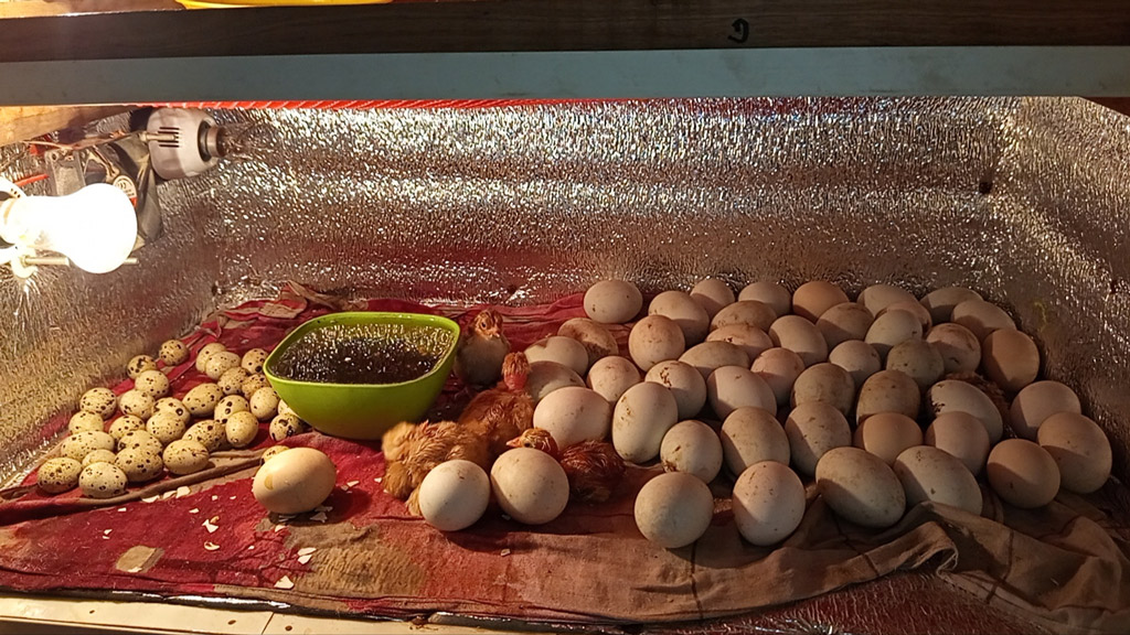 ইউটিউবে ইনকিউবেটরে মুরগির বাচ্চা ফুটানো শিখে আব্দুর রহমানের ভাগ্যবদল