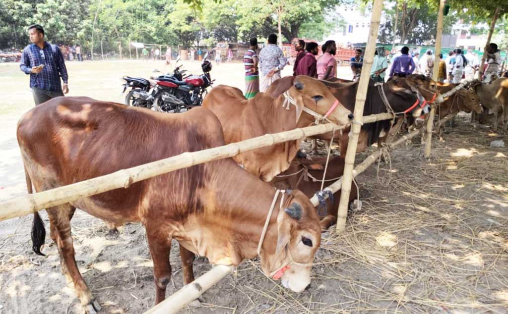কোরবানির জন্য রাজশাহী বিভাগে প্রস্তুত ৪৩ লাখ পশু, ৩০২ হাটে হবে বেচাকেনা